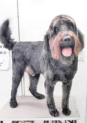 田代ロッティちゃん