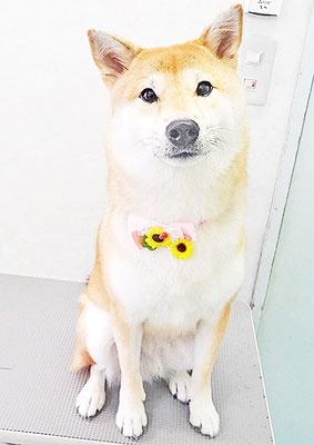 玖須ルビーちゃん