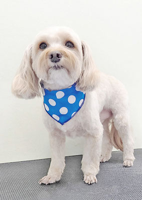 前原クッキーちゃん