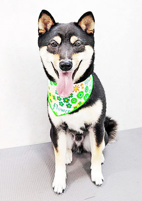 平野れんちゃん