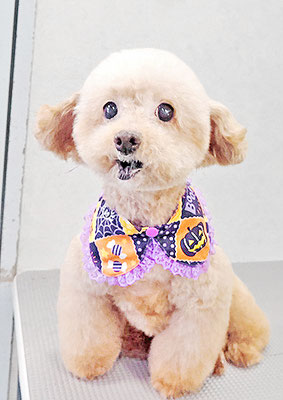 福田ダイアリーちゃん