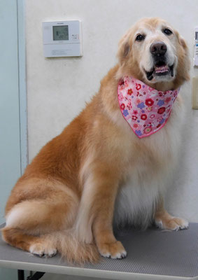 園田ファミレちゃん