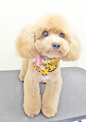 田淵マロンちゃん