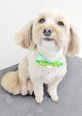 前原クッキーちゃん