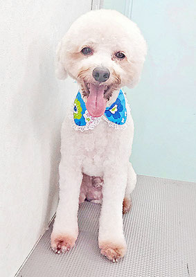 石元ポチャちゃん