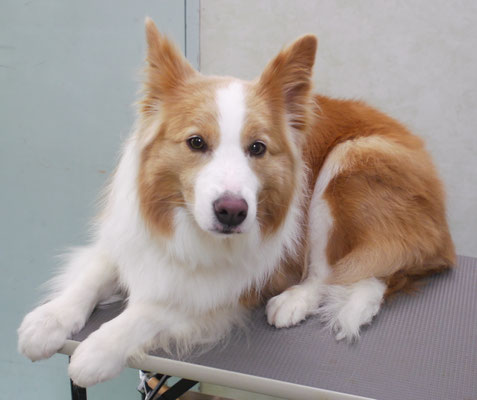 森本アンズちゃん