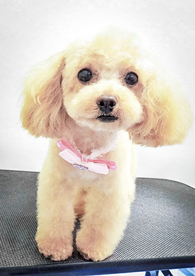 辻チロルちゃん