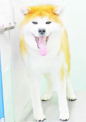 姶良カイちゃん