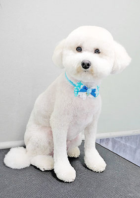 山小田アンディちゃん