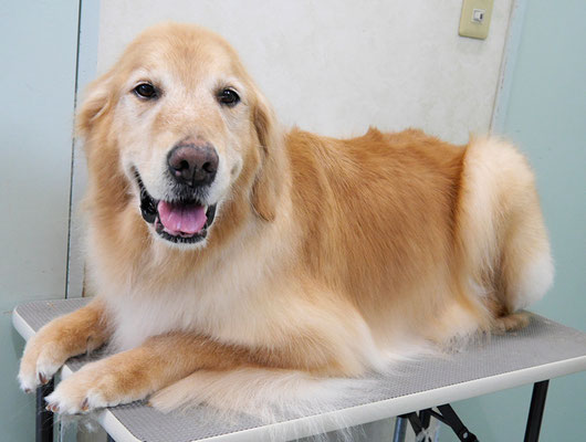 園田ファミレちゃん