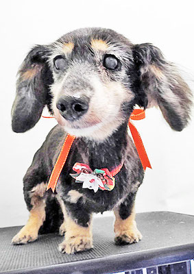 谷口チョコちゃん