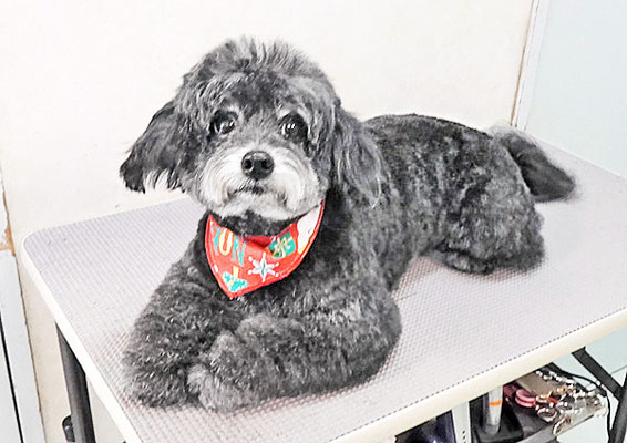 菅原クーちゃん