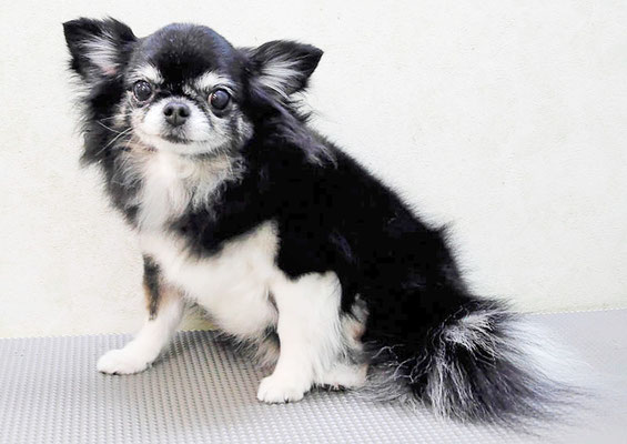 森崎クロちゃん