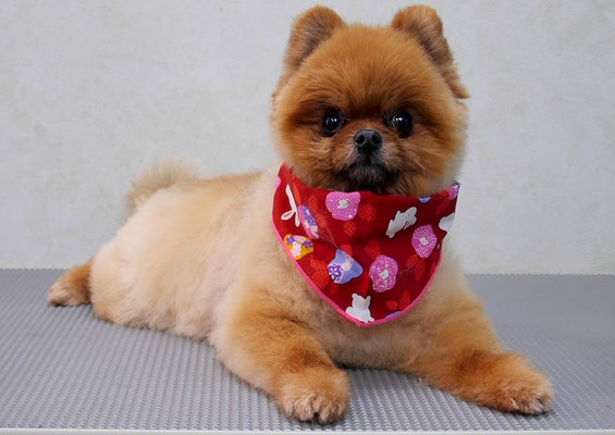 福留テンちゃん