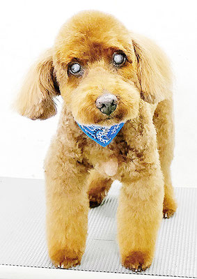 佐々木マルちゃん