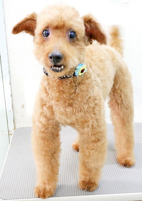 前田ソルファちゃん