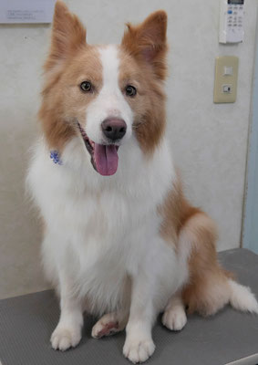 森本アンズちゃん