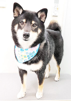 貴島ボタンちゃん