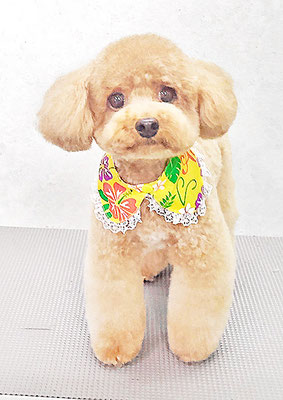 田淵マロンちゃん