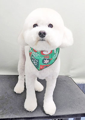 山小田アンディちゃん