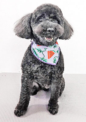 本坊ダノちゃん