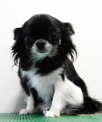 森崎クロちゃん