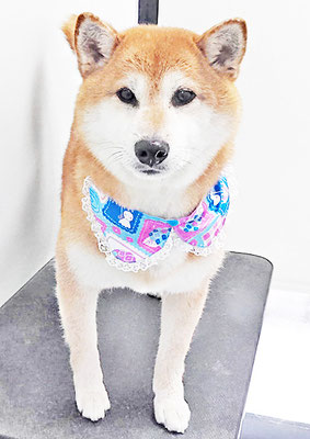 姶良レンちゃん