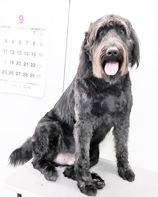 田代ロッティちゃん