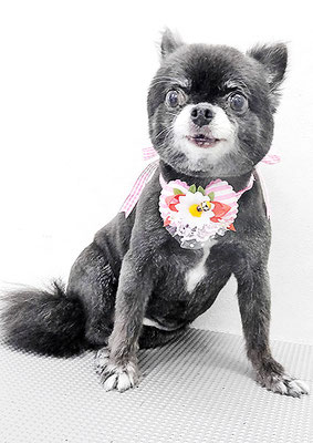 森崎シロちゃん