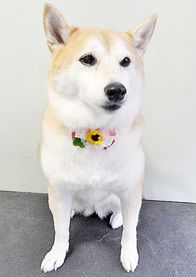 小村ゆずちゃん