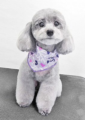 田中ロビンちゃん