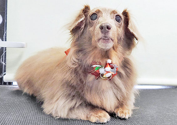 瀬戸口イザベラちゃん