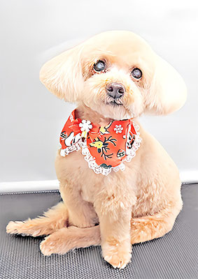 北チャ子ちゃん