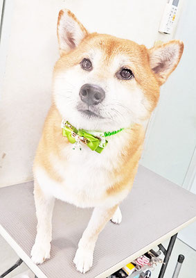 姶良レンちゃん