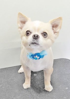 林レオンちゃん