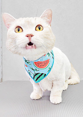 日笠山ロムちゃん