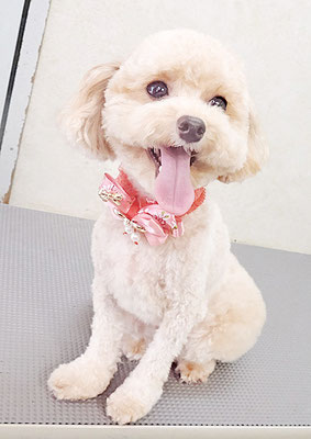 岩元チルちゃん