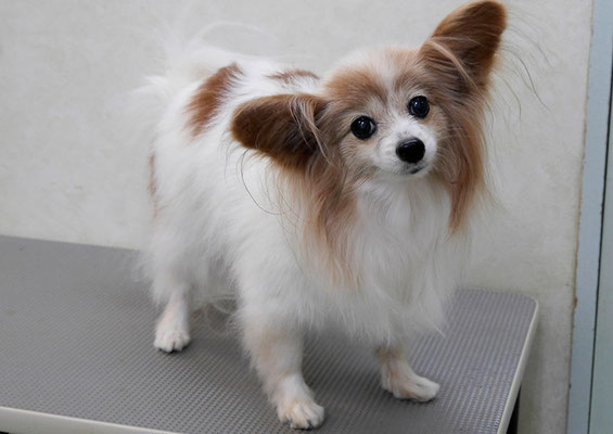 児島ヴィヴィアンちゃん