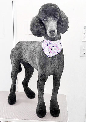 中野小豆ちゃん