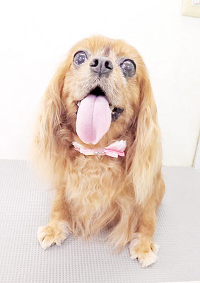 橋口ルビーちゃん