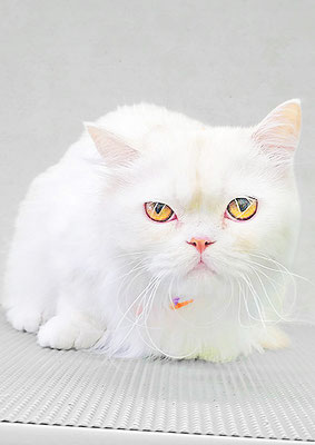 宮牧ラッキーちゃん