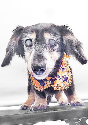 谷口チョコちゃん