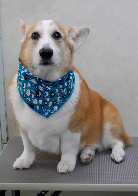 西方レオちゃん