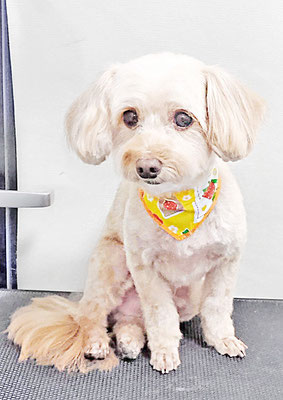 前原クッキーちゃん