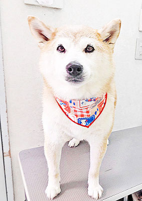 川﨑すももちゃん