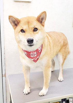 八木アズキちゃん