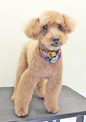 前田ソルファちゃん