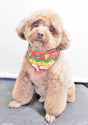 新屋敷コウちゃん