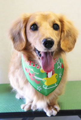 湯田ハヤテちゃん