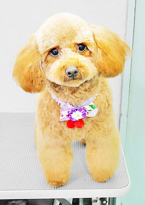 新原さくらちゃん